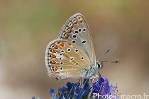 Lysandra bellargus